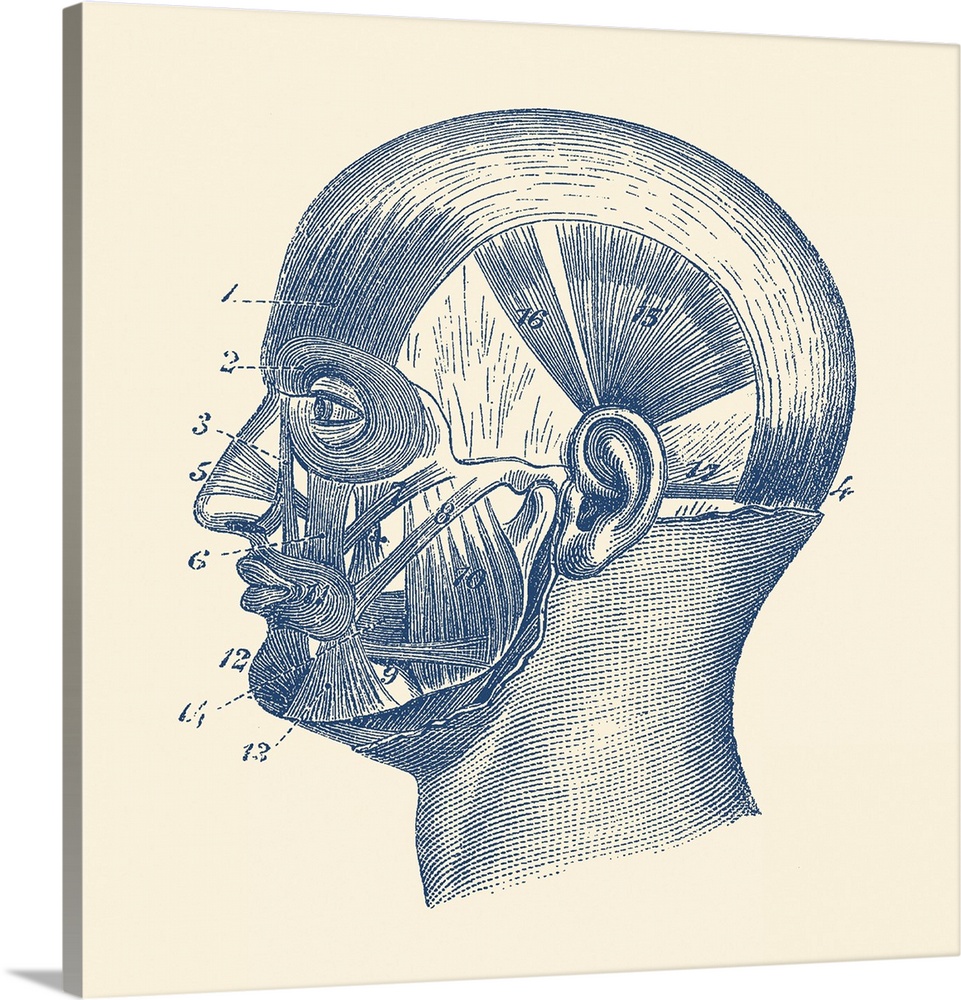 Vintage anatomy print showcasing the muscles around the face and head.