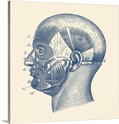 Vintage Anatomy Print Showcasing The Muscles Around The Face And Head