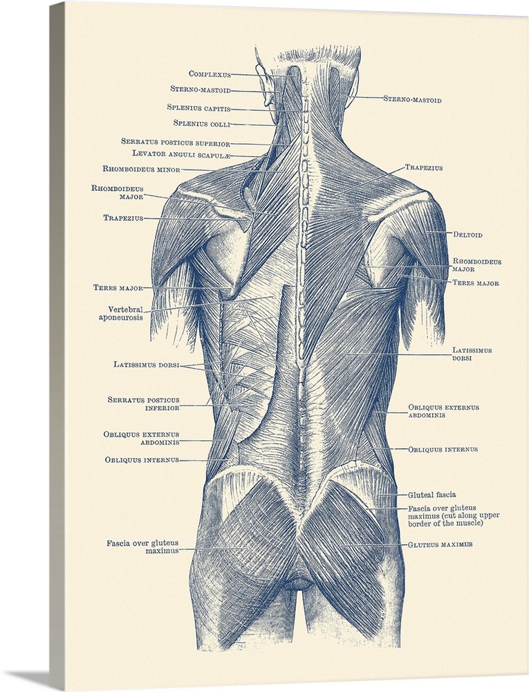 Vintage anatomy print showing a back view of the human muscular system.