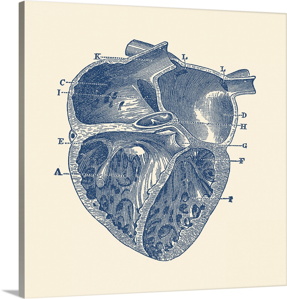 Vintage anatomy print showing a depiction of the inner heart of a human.