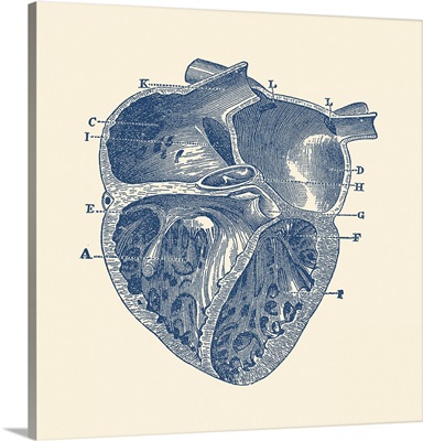 Vintage Anatomy Print Showing A Depiction Of The Inner Heart Of A Human
