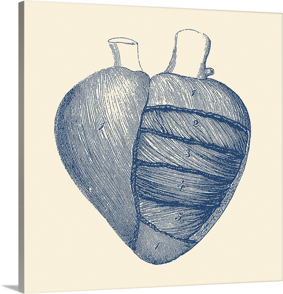 Vintage anatomy print showing a depiction of the outer human heart.