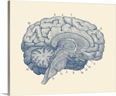 Vintage Anatomy Print Showing A Diagram Of The Human Brain