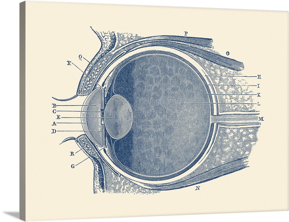Vintage anatomy print showing a diagram of the human eye.