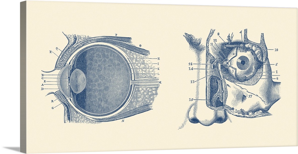 Vintage anatomy print showing a diagram of the human eye anatomy.