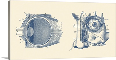 Vintage Anatomy Print Showing A Diagram Of The Human Eye Anatomy