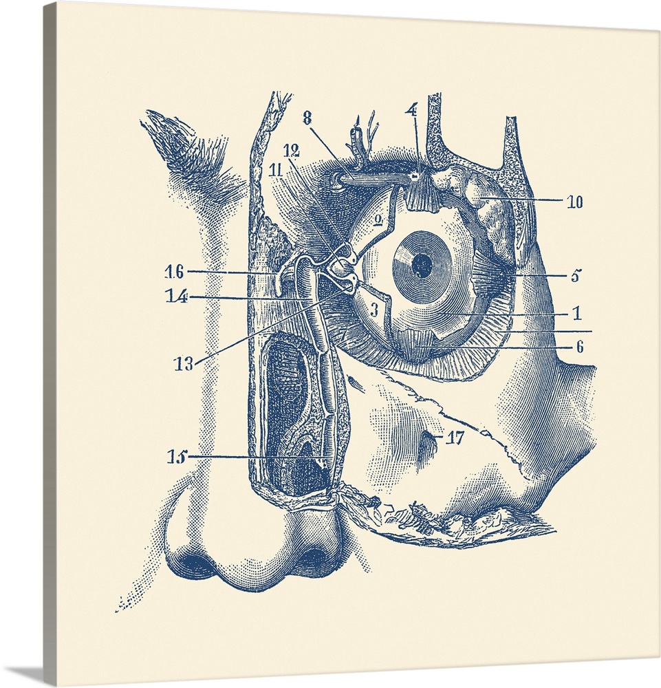 Vintage anatomy print showing a diagram of the human eye and tear duct.