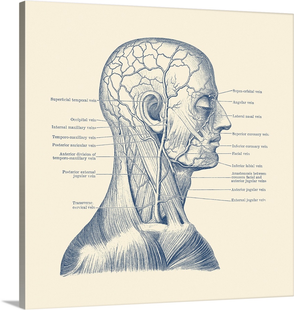 Vintage anatomy print showing a diagram of the human head.
