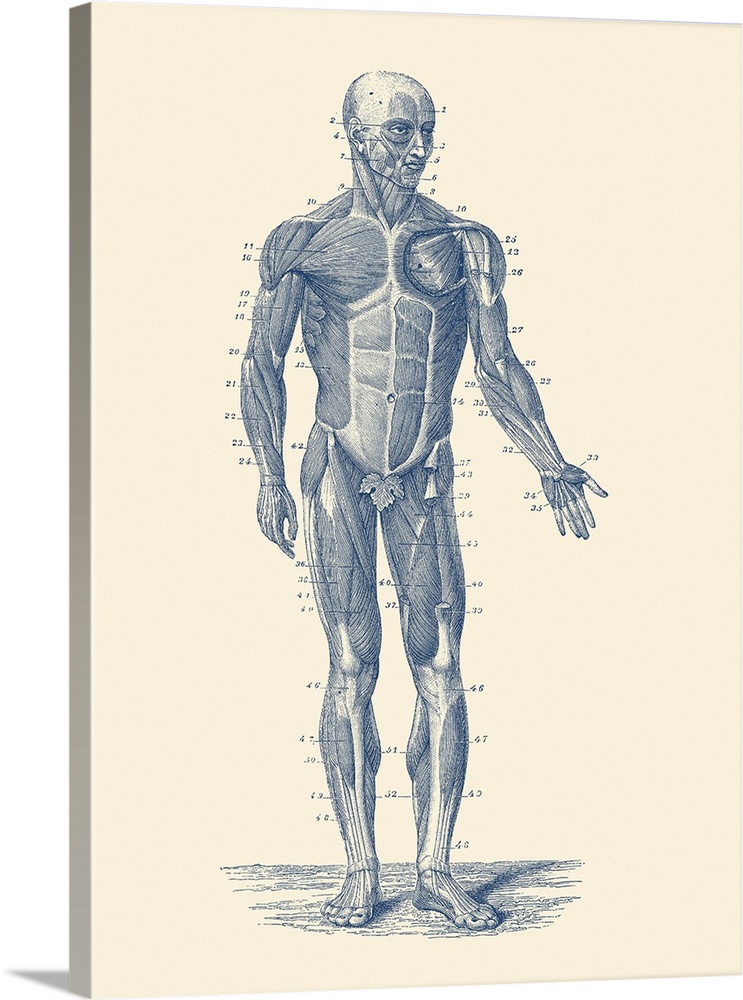 Vintage anatomy print showing a diagram of the human musculoskeletal system.