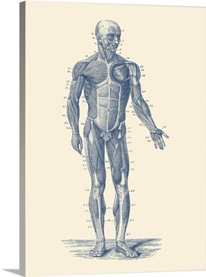Vintage Anatomy Print Showing A Diagram Of The Human Musculoskeletal System