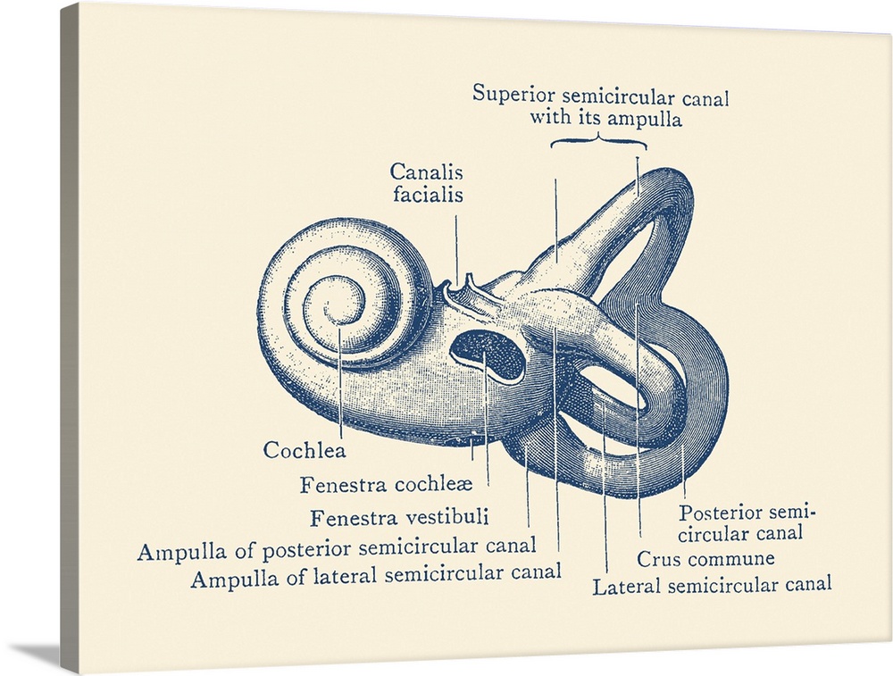 Vintage anatomy print showing a diagram of the inner ear.