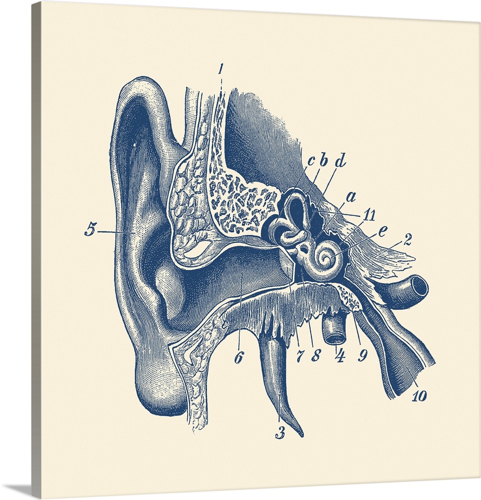 Vintage anatomy print showing a diagram of the inner ear.