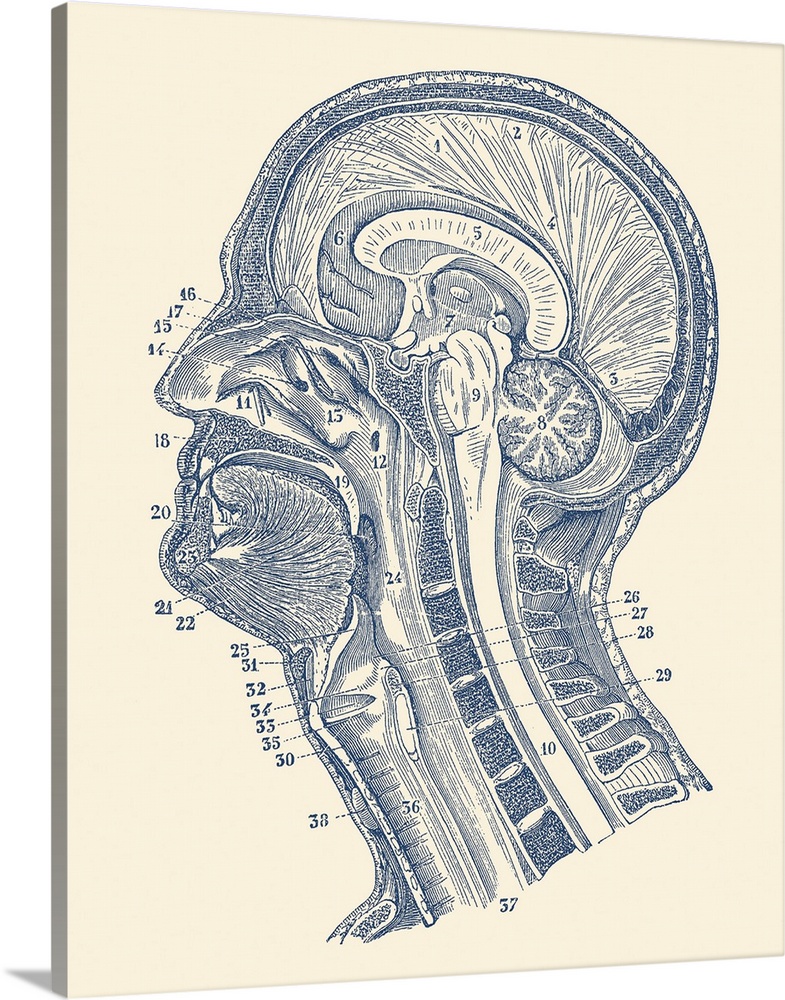 Vintage anatomy print showing a diagram of the structures in and around the human brain.
