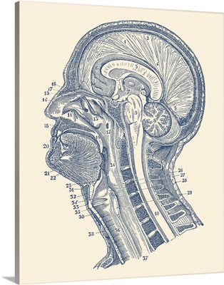 Vintage Anatomy Print Showing A Diagram Of The Structures In And Around The Human Brain