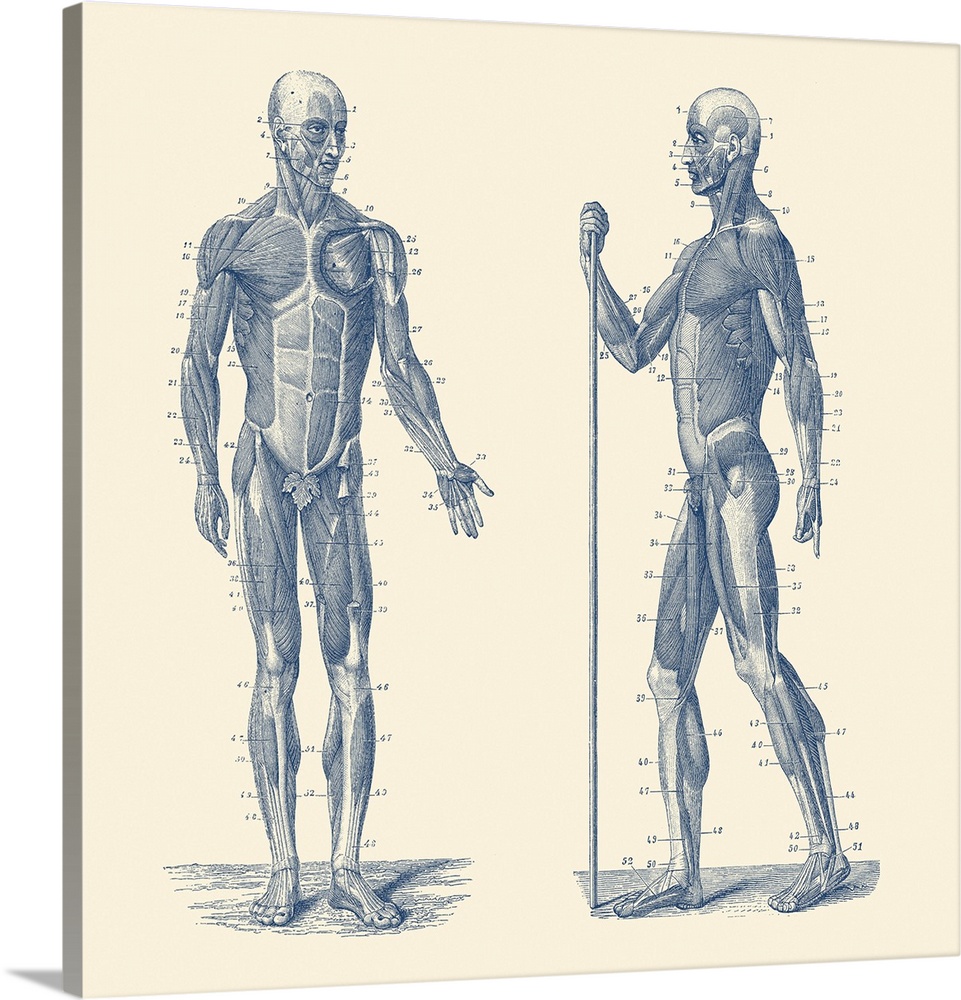 Vintage anatomy print showing a dual view diagram of the human musculoskeletal system.
