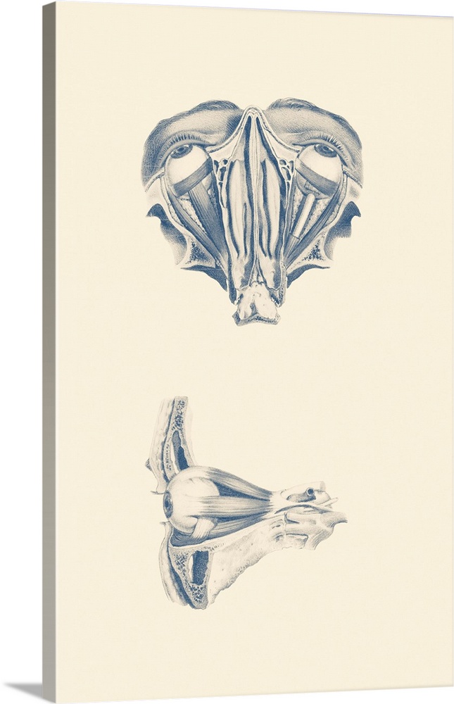 Vintage anatomy print showing a dual view of human eyes.
