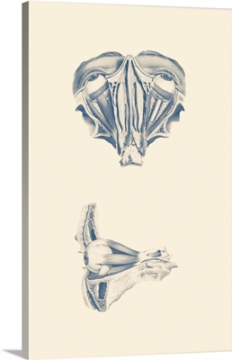 Vintage Anatomy Print Showing A Dual View Of Human Eyes