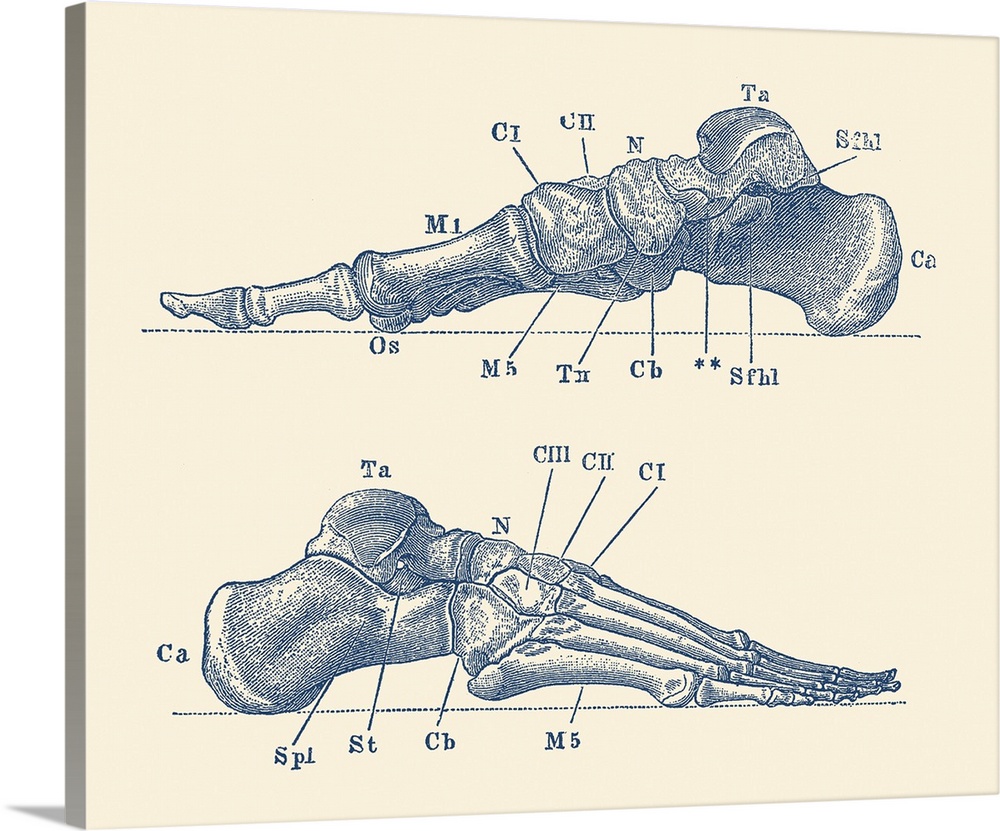 Vintage anatomy print showing a dual view of the human foot with bones labeled.