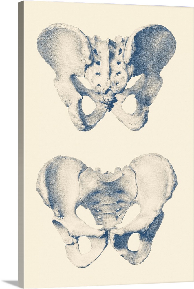 Vintage anatomy print showing a dual view of the human pelvis.