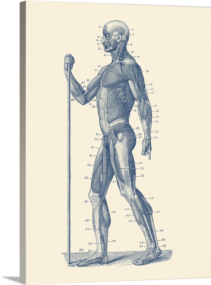 Vintage anatomy print showing a side view diagram of the human muscular system.