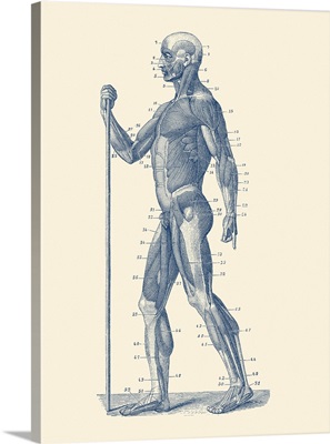 Vintage Anatomy Print Showing A Side View Diagram Of The Human Muscular System