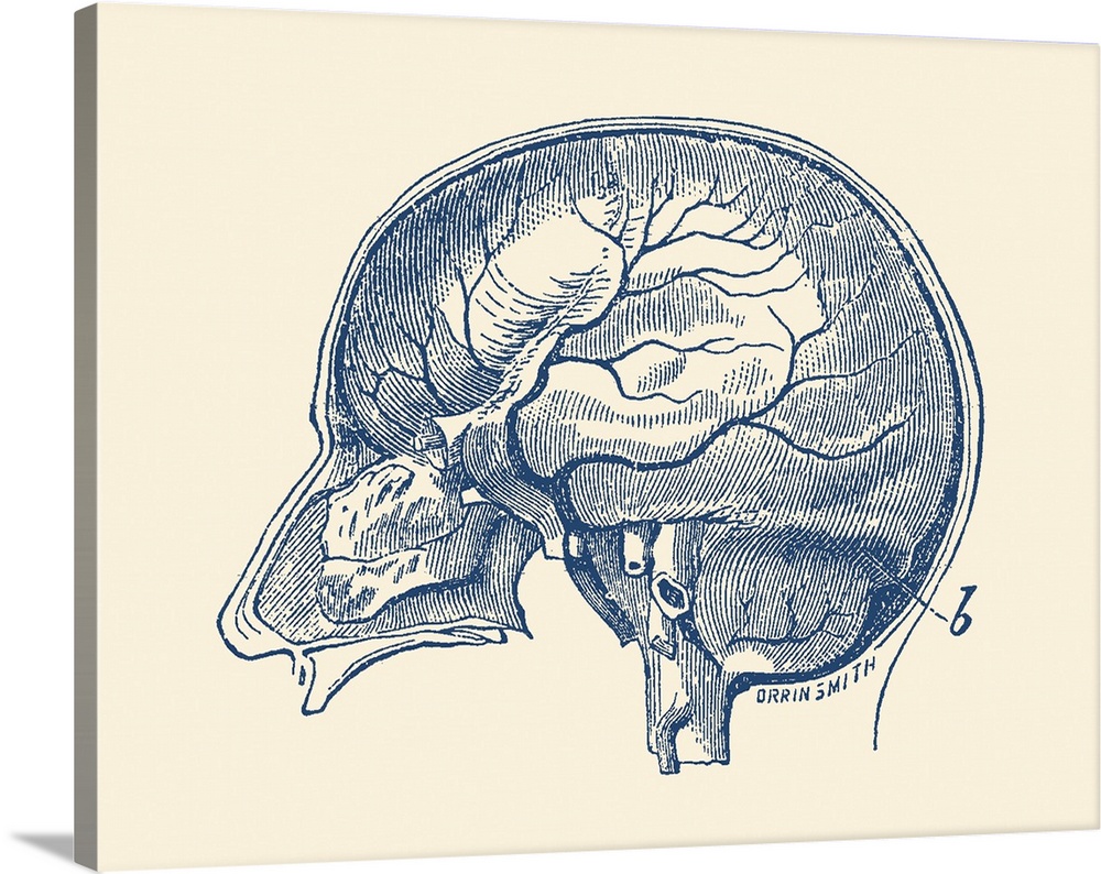 Vintage anatomy print showing a side view of the human brain.