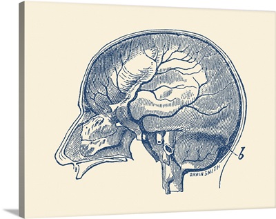 Vintage Anatomy Print Showing A Side View Of The Human Brain