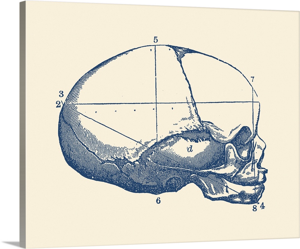 Vintage anatomy print showing a side view of the human skull.