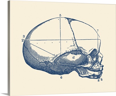 Vintage Anatomy Print Showing A Side View Of The Human Skull