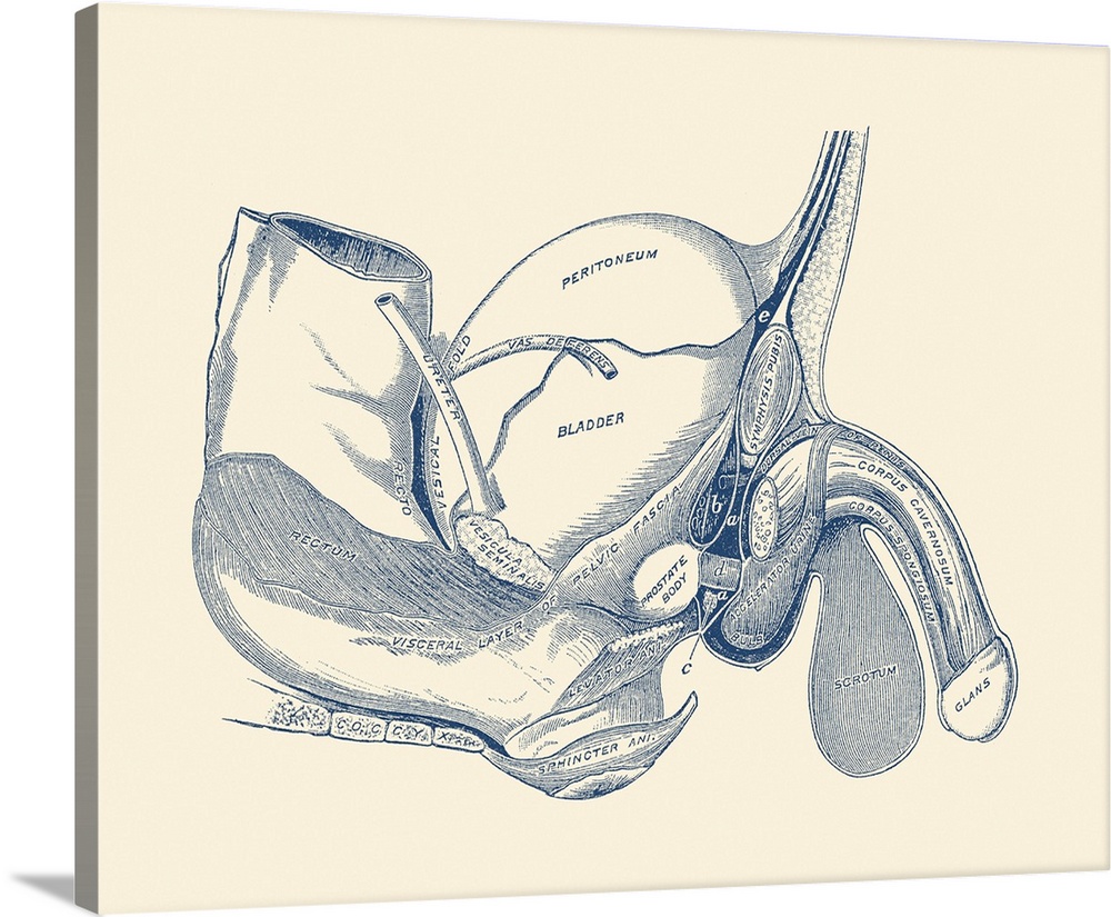 Vintage anatomy print showing a side view of the male reproductive system.