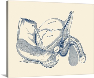 Vintage Anatomy Print Showing A Side View Of The Male Reproductive System