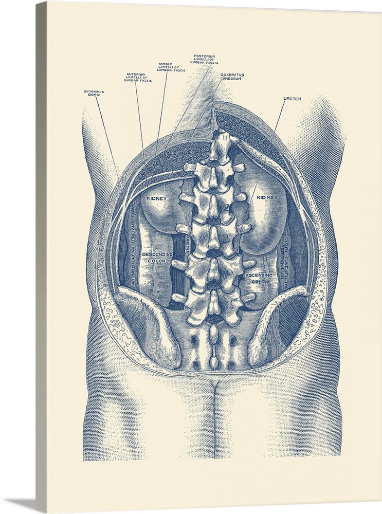 Vintage anatomy print showing a view of the kidneys and colon inside the human body.