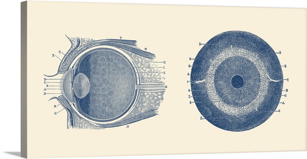 Vintage anatomy print showing both a side and front view of the human eye.