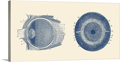 Vintage Anatomy Print Showing Both A Side And Front View Of The Human Eye