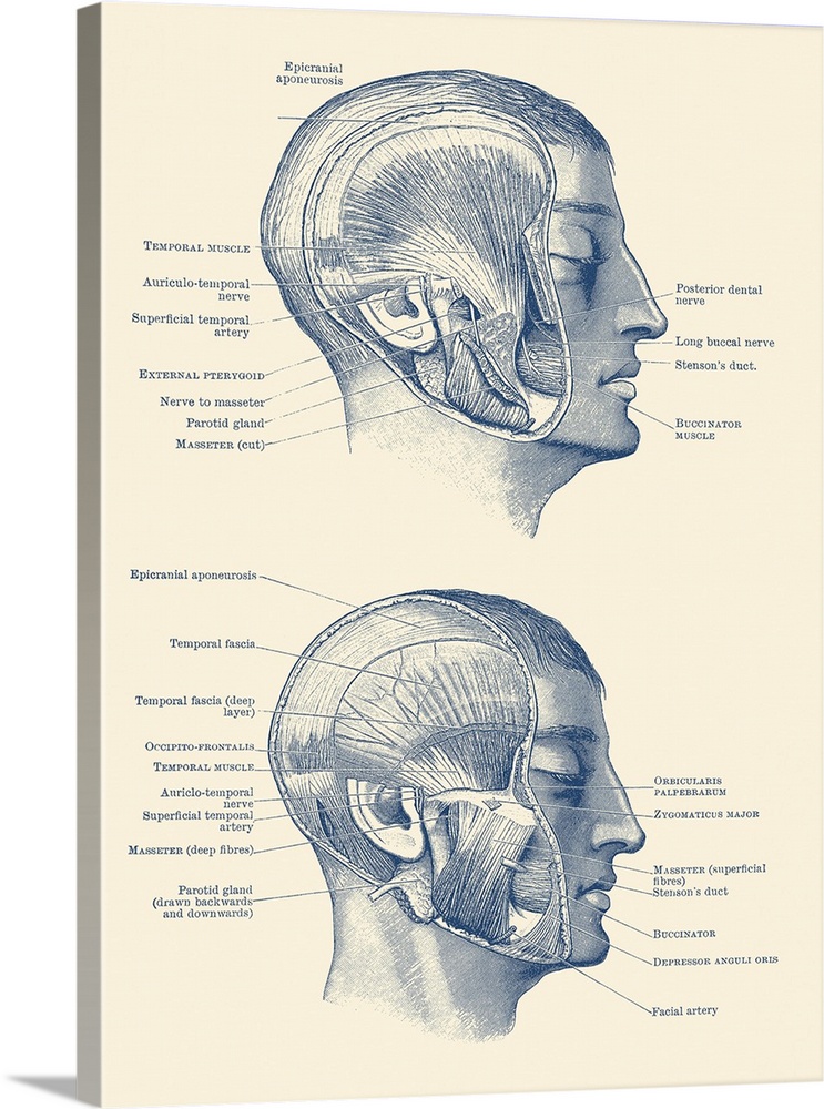 Vintage anatomy print showing the different muscles, arteries and nerves within the face.