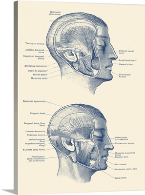 Vintage Anatomy Print Showing The Different Muscles, Arteries And Nerves Within The Face