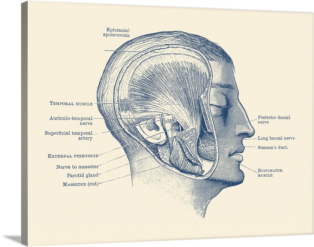 Vintage anatomy print showing the different muscles, arteries and nerves within the face.