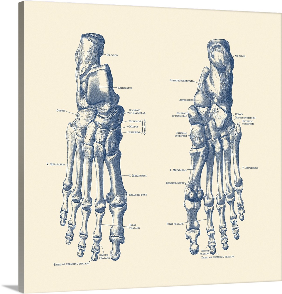Vintage anatomy print showing the feet, ankles and joints of a human skeleton.