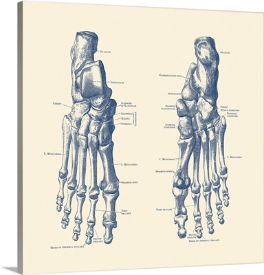 Vintage Anatomy Print Showing The Feet, Ankles And Joints Of A Human Skeleton