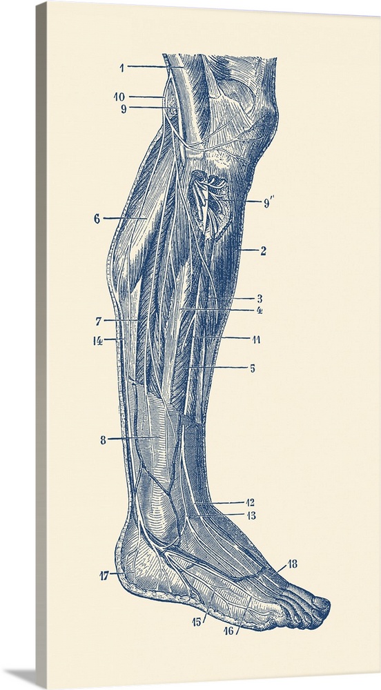 Vintage anatomy print showing the human muscular system of the right leg.