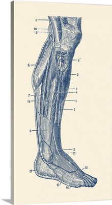 Vintage Anatomy Print Showing The Human Muscular System Of The Right Leg