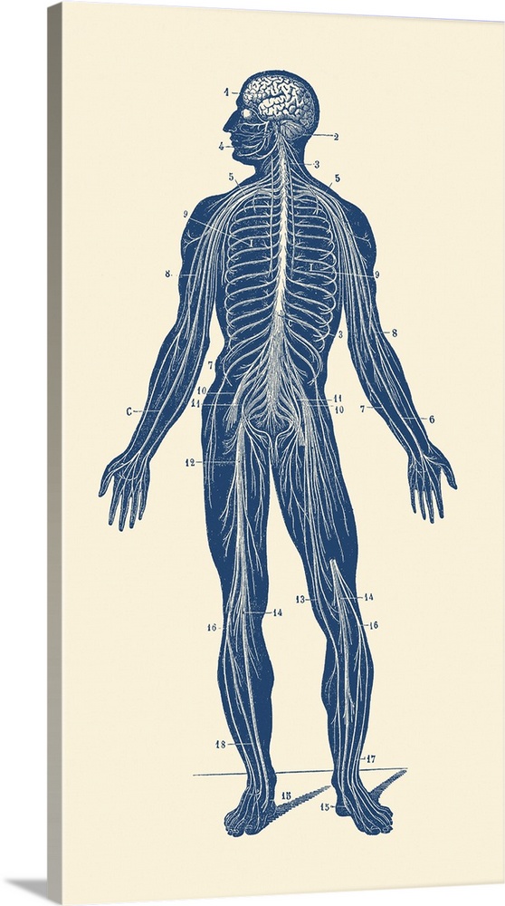 Vintage anatomy print showing the lymphatic system within a human body.