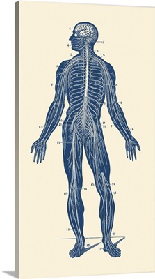 Vintage Anatomy Print Showing The Lymphatic System Within A Human Body