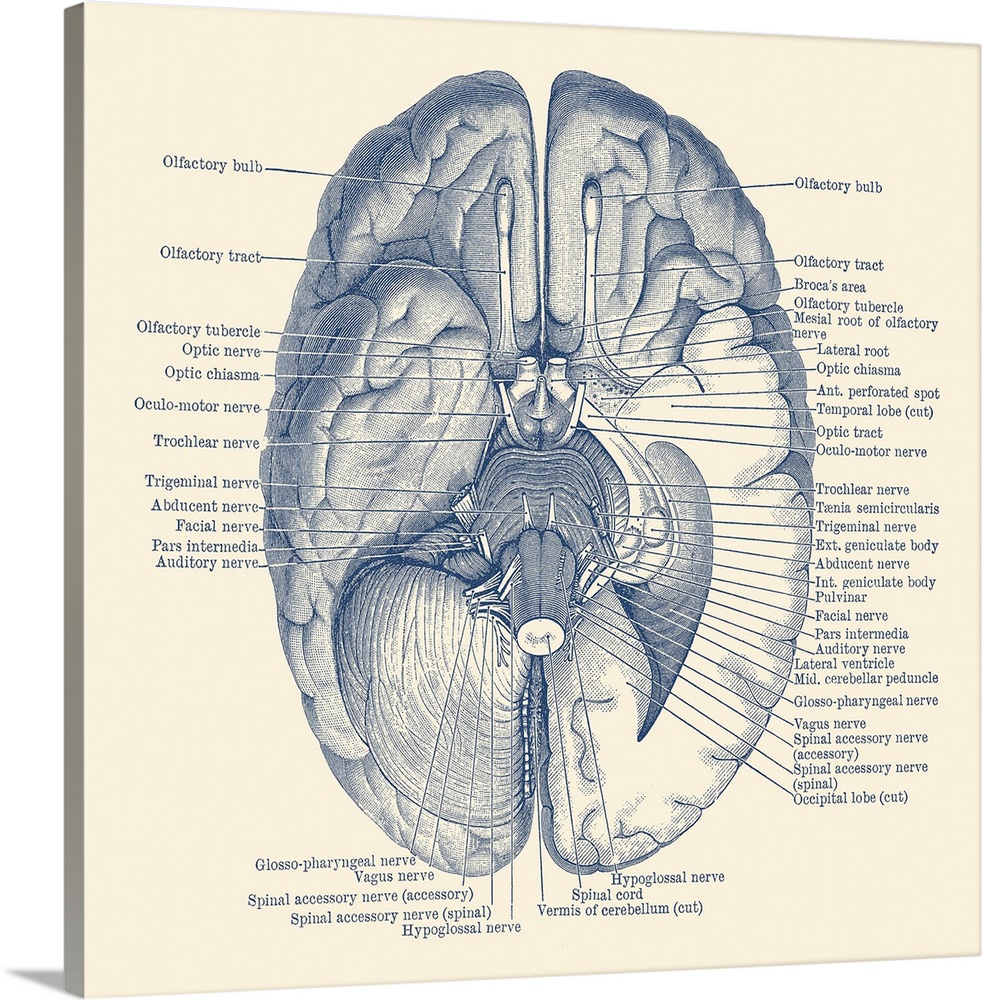 Vintage anatomy print showing the nervous system located in the brain.