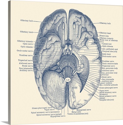 Vintage Anatomy Print Showing The Nervous System Located In The Brain