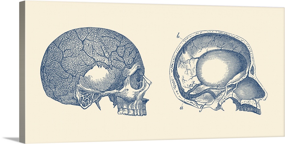 Vintage anatomy print showing the side and inside views of a human skull.