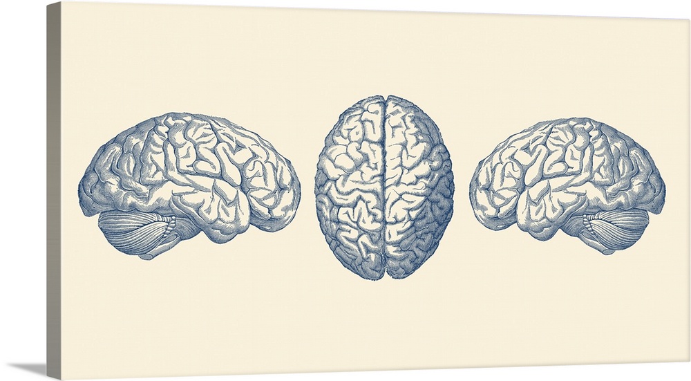 Vintage anatomy print showing three views of the human brain.
