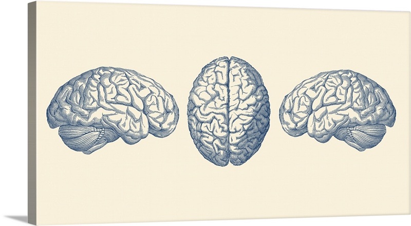 Vintage Anatomy Print Showing Three Views Of The Human Brain | Great ...
