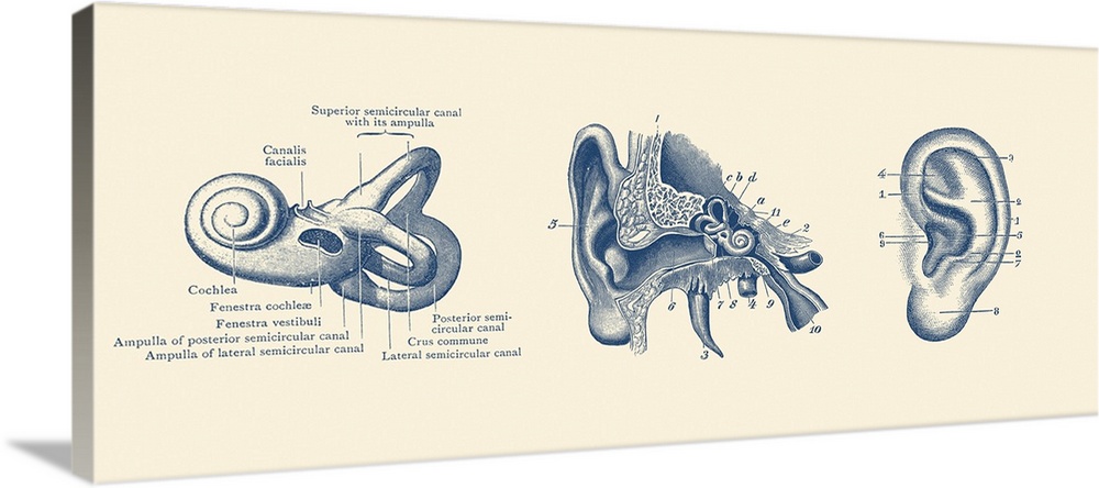 Vintage anatomy print showing three views of the human ear.