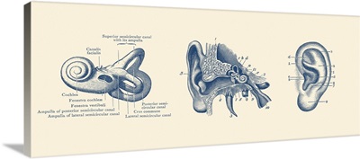 Vintage Anatomy Print Showing Three Views Of The Human Ear